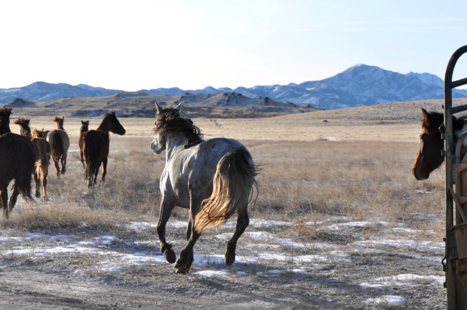 Onaqui Wild Horse Gather 02/20/12