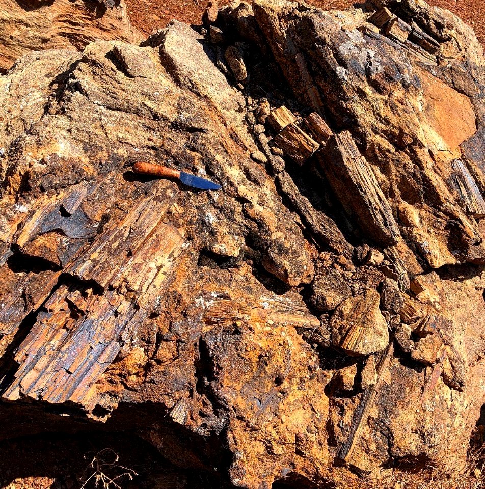Petrified wood