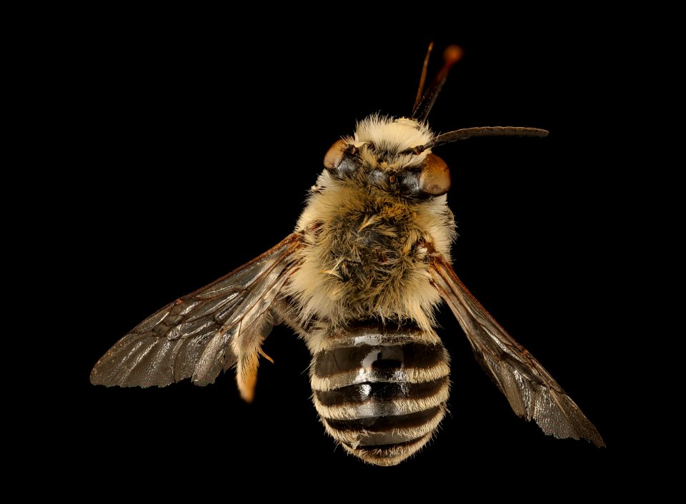 Anthophora urbana, m, back. Yolo Co., CA 2019-03-21-21.56.51 ZS PMax UDR