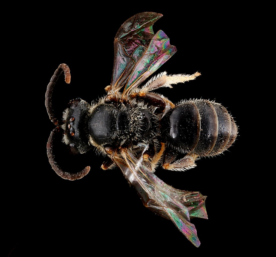 Lasioglossum sopinci, male, back 2012-08-09-16.32.06 ZS PMax