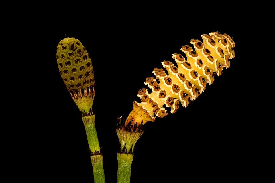 Equisetum hyemale, Scouring Rush Horsetail, Howard County, Md, GFG, Helen Lowe Metzman 2019-03-22-17.04.25 ZS PMax UDR