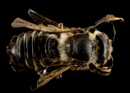Lithurgus scabrosus, f, back, maui, hi 2014-05-01-18.15.44 ZS PMax