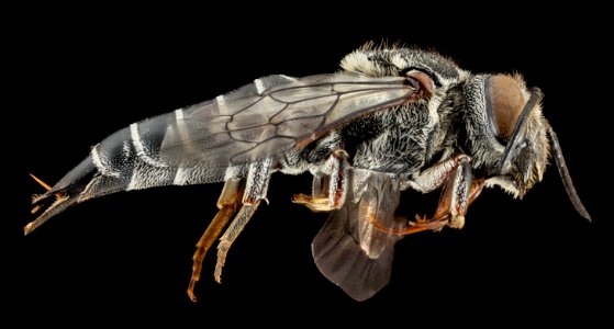 Coelioxys alternata, F, Side, Virginia, Franklin County 2014-12-05-16.17.57 ZS PMax