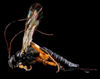 Ichneumonid Wasp, F, side, New York, Suffolk County 2013-02-08-16.41.55 ZS PMax photo