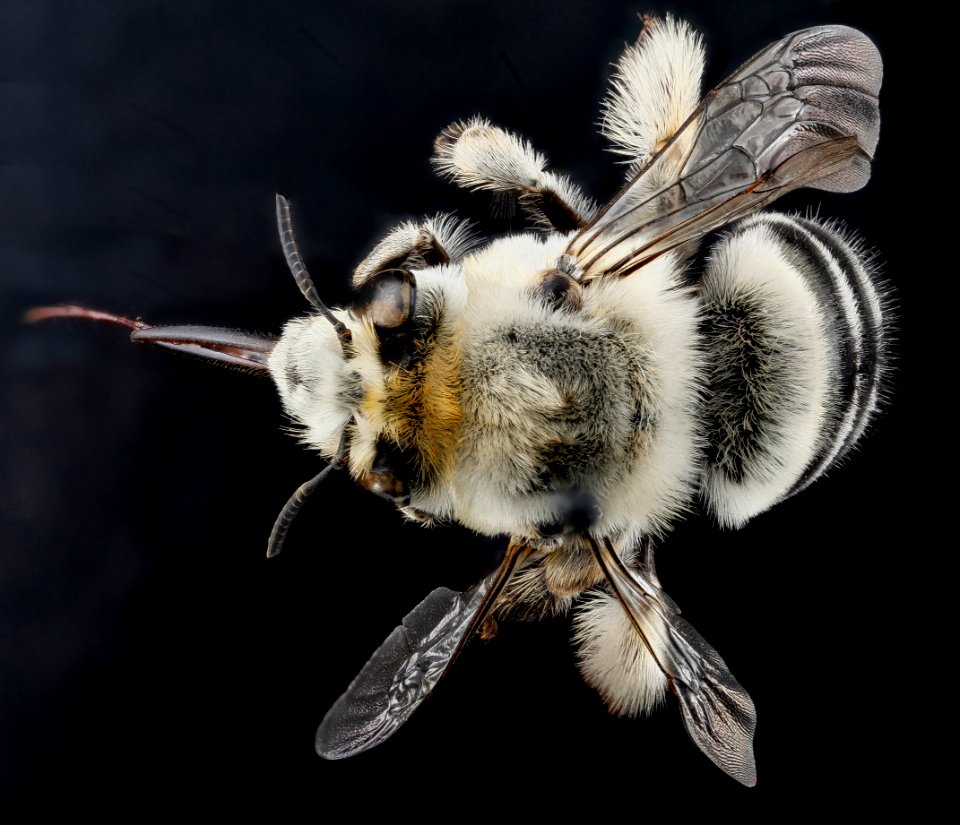 Anthophora affabilis, F, back1, Pennington County, SD 2012-11-13-13.12.53 ZS PMax