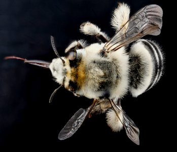 Anthophora affabilis, F, back1, Pennington County, SD 2012-11-13-13.12.53 ZS PMax photo