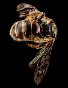 Lasioglossum oenotherae, F, back2, Virginia, Page County 2012-12-13-14.43.59 ZS PMax