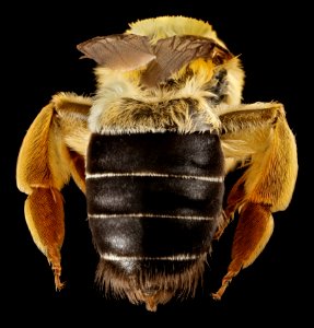 Caupolicana electa, f, ga, baker, back 2015-01-08-09.12.50 ZS PMax