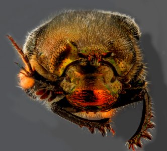 Scarabaeidae, U, face, west virginia 2013-01-31-14.11.09 ZS PMax photo