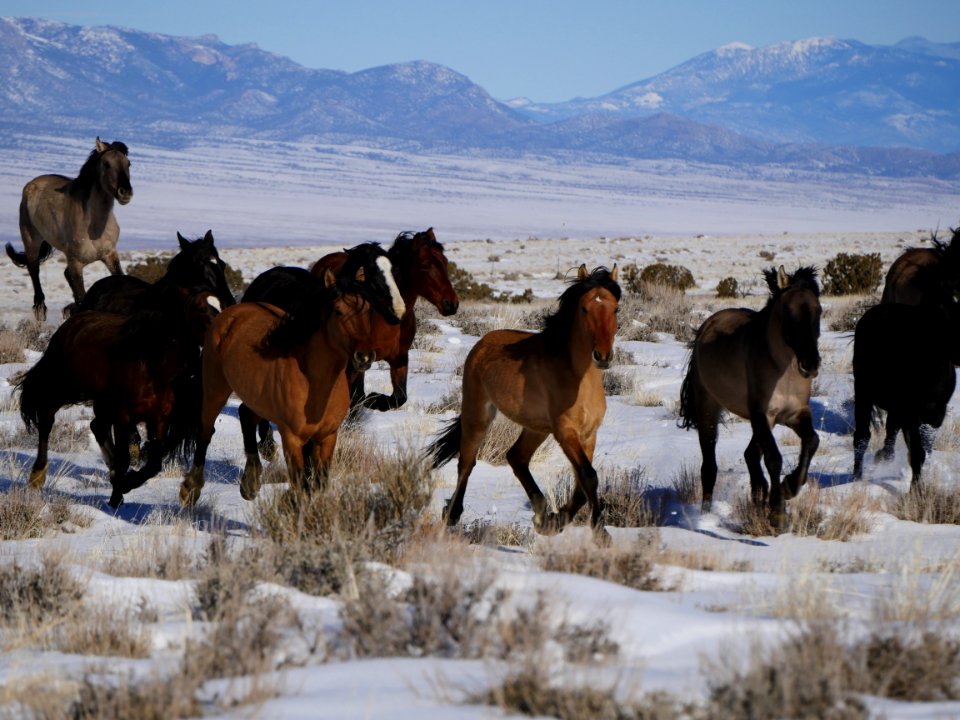 Sulphur Herd Management Area WIld Horse and Burro Gather 2017