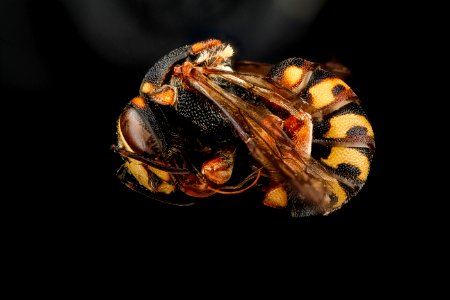 Dianthidium curvatum, M, side, Jackson County, SD 2012-11-08-09.24.59 ZS PMax