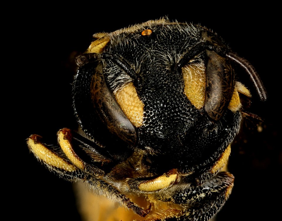 Anthidiellum ehrhorni, f, face, Cochise Co. AZ 2016-10-20-14.19