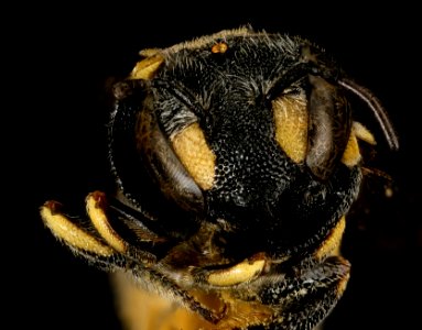 Anthidiellum ehrhorni, f, face, Cochise Co. AZ 2016-10-20-14.19