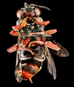 Triepeolis sp 101, F, Underside, PG county, MD 2013-07-23-16.20.41 ZS PMax photo