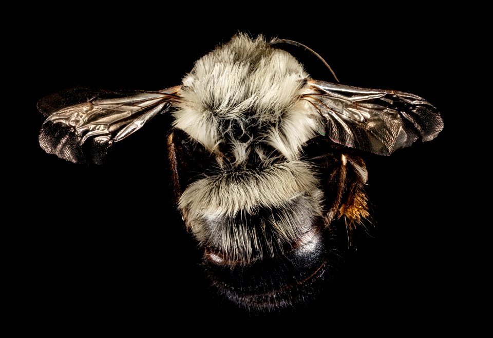 Anthophora ursina, M, Back, Georgia, Fannin County 2014-10-24-15.37