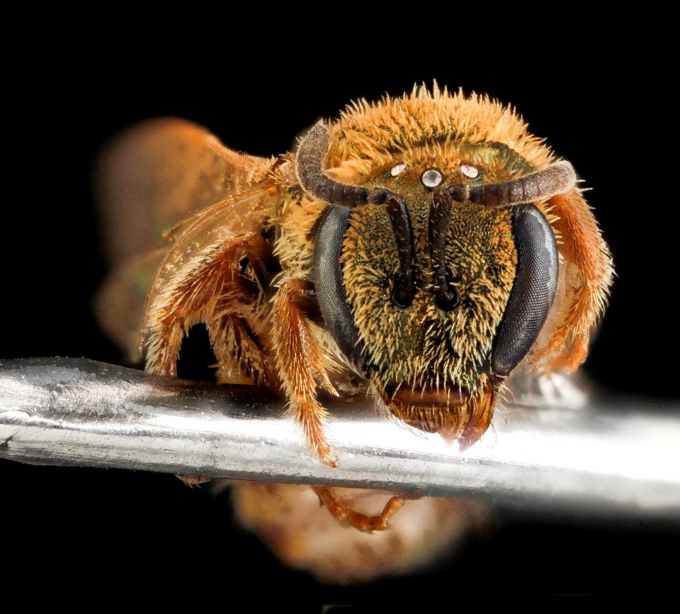Lasioglossum vierecki, unknown, face 2012-07-17-17.00.25 ZS PMax