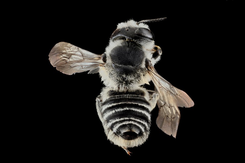Megachile texana, F, Back, MD, Baltimore 2013-06-25.17.54.37 ZS PMax