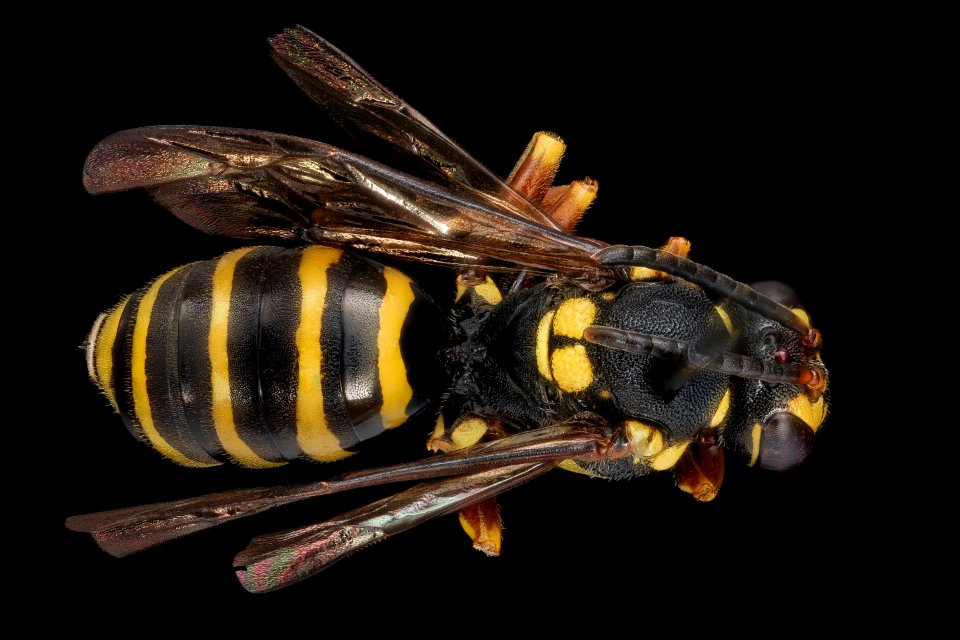 Nomada graenicheri, f, back, Buckingham Co., VA 2018-06-20-17.02.47 ZS PMax UDR