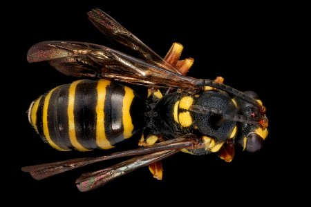Nomada graenicheri, f, back, Buckingham Co., VA 2018-06-20-17.02.47 ZS PMax UDR