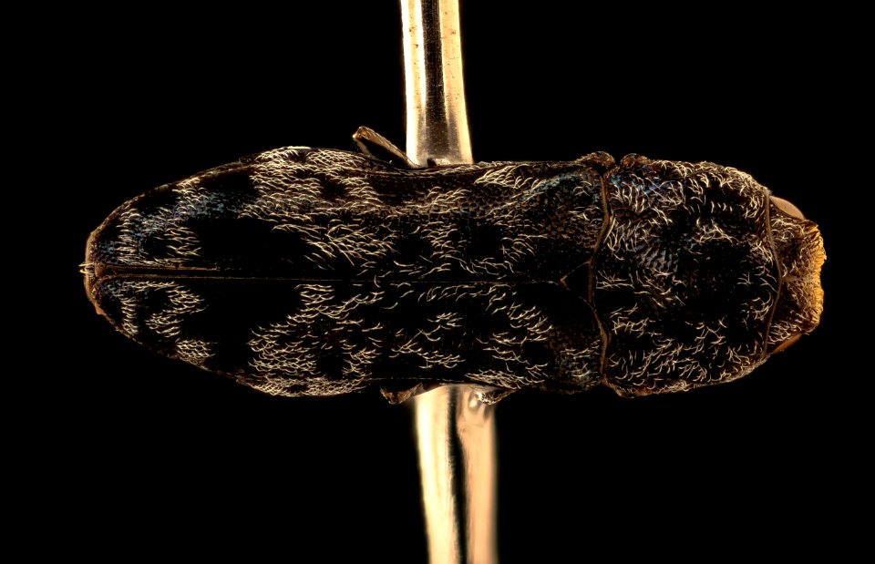 Coraebus species, u, back, Krugar National Park, South Africa 2018-07-17-15.01.38 ZS PMax UDR