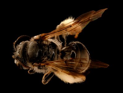 Macropis ciliata, back, f, nh, veit, powerline 2018-11-02-13.22.10 ZS PMax UDR
