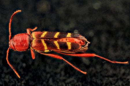 Neoclytus acuminatus, U, Back, MD, PG County 2013-07-11-16.38.29 ZS PMax