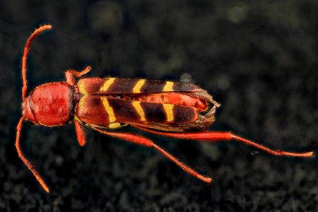 Neoclytus acuminatus, U, Back, MD, PG County 2013-07-11-16.38.29 ZS PMax photo