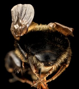 Intersex Bombus bimaculatus, gyn, back, washington, oh 2014-05-07-19.01.18 ZS PMax