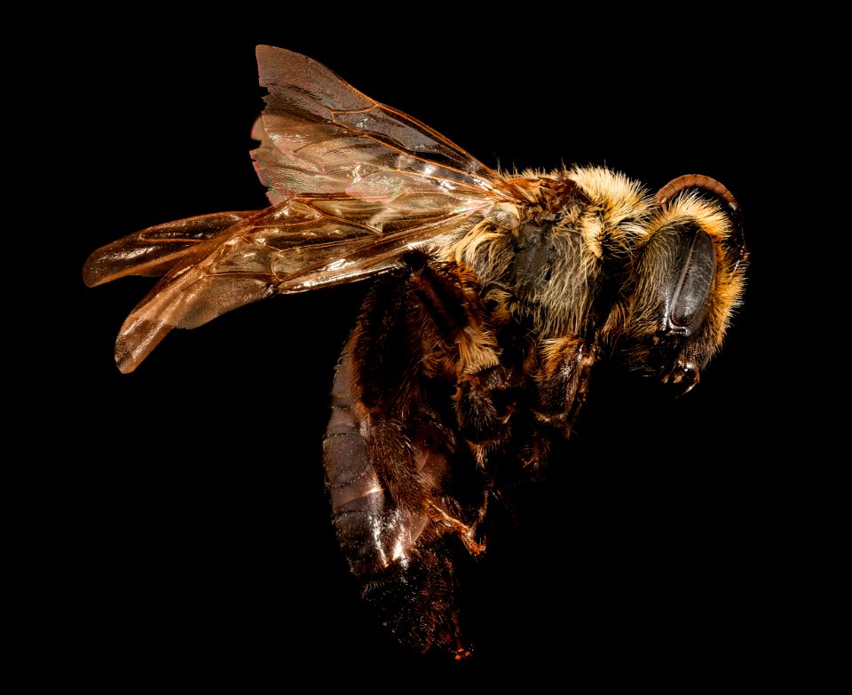 Andrena vicina, f, right side, Hardy Co., WV 2018-06-19-12.49