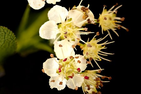 Aronia melanocarpa, black chokeberry flr. Howard County, MD, HeLoMetz 2017-05-26-17.06