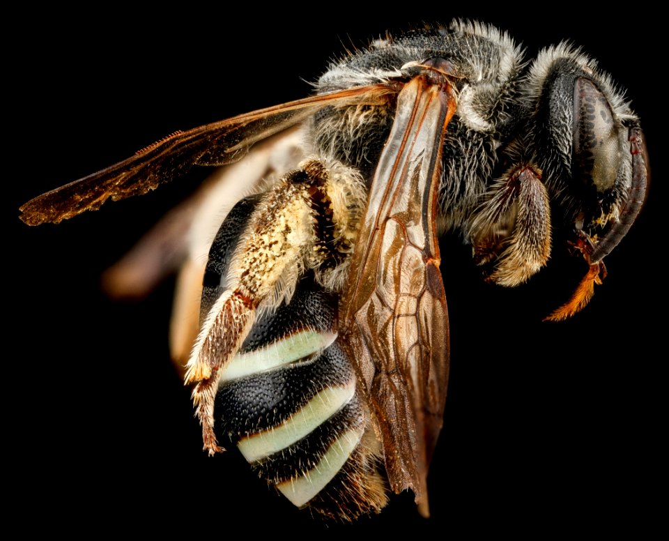Nomia universitatis, F, side, South Dakota, Pennington County 2012-11-28-14.15.18 ZS PMax