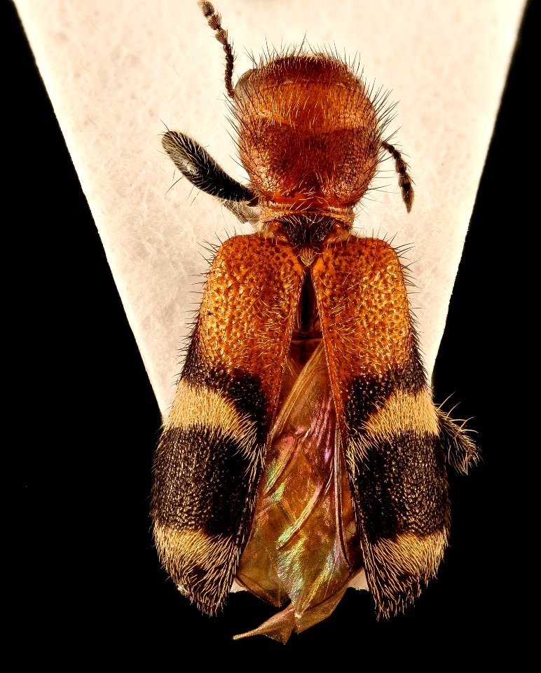 Enoclerus nigripes dubius, dorsal, Dyke Marsh, Fairfax Co., VA 2018-07-10-15.57.04 ZS PMax UDR