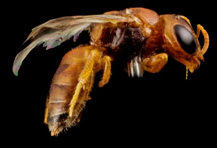 Pachyprosopis cornuta, f, australia, side 2014-11-02-01.29.08 ZS PMax photo