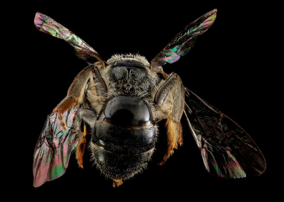 L. pectinatum, F, Back 1, MD 2013-06-18-13.15.15 ZS PMax