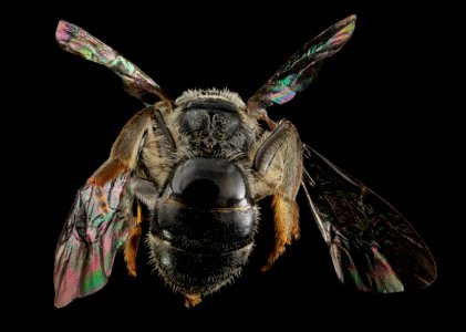 L. pectinatum, F, Back 1, MD 2013-06-18-13.15.15 ZS PMax
