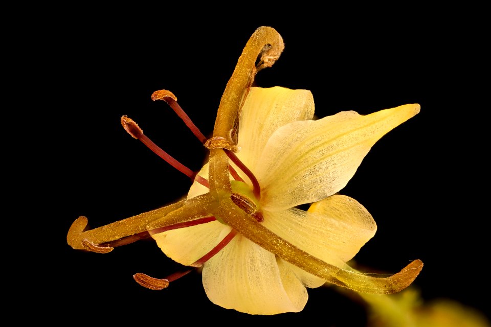 Medeola virginiana 3, Indian-Cucumber Root, Howard Co, Md, H Metzman 2018-06-20-13.14.09 ZS PMax UDR