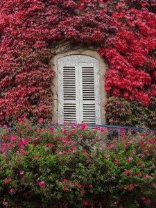 Rambouillet window ivy