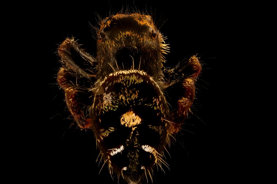 Jumping spider, back 2018-08-15-17.10.10 ZS PMax UDR