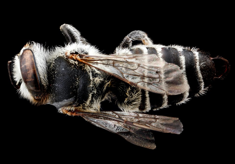 Megachile concinna, F, back, Dominican Republic 2012-10-16-15.56.58 ZS PMax