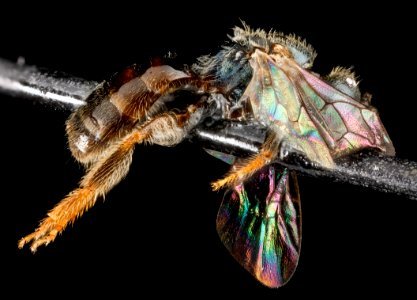 Lasioglossum flaveriae, F, side, Florida, Miami-Dade County 2013-03-07-14.31.48 ZS PMax