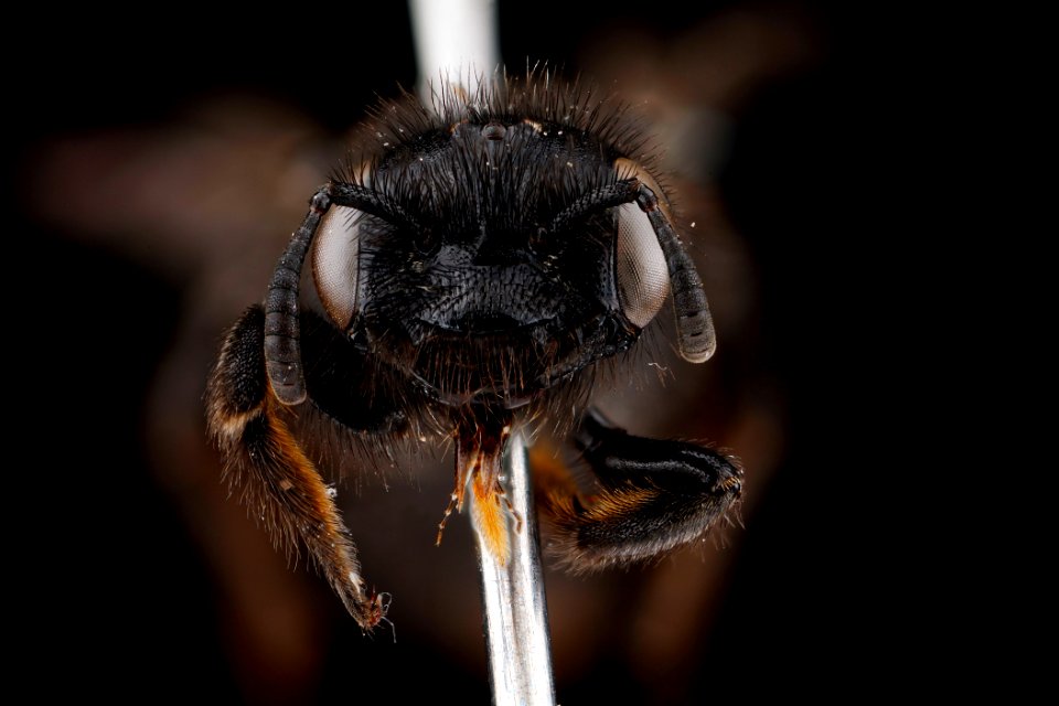 Dufourea maura, female, face clean