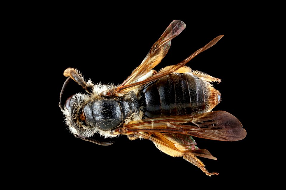 Andrena-crataegi,-female,-back 2012-08-07-18.42.36-ZS-PMax