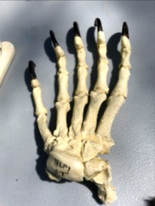 bear foot