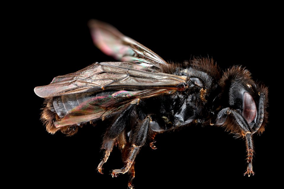 Dufourea maura, male, side
