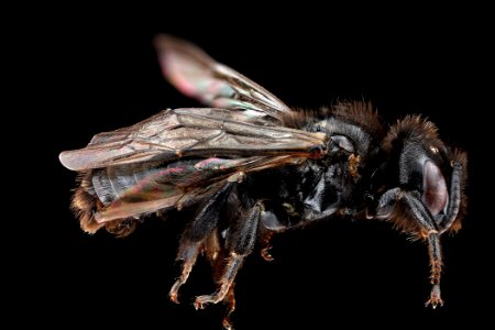 Dufourea maura, male, side