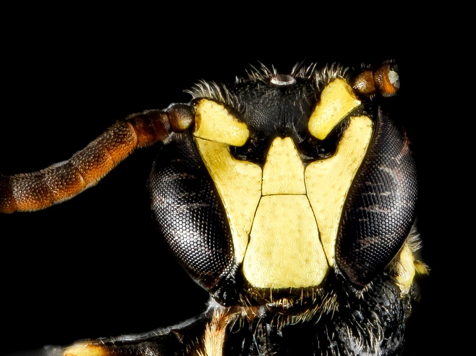 Hylaeus georgicus, M, face, 320133 2013-01-09-17.06.12 ZS PMax