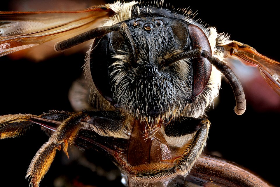 Andrena-nuda,-female,-face 2012-08-03-17.21.38-ZS-PMax