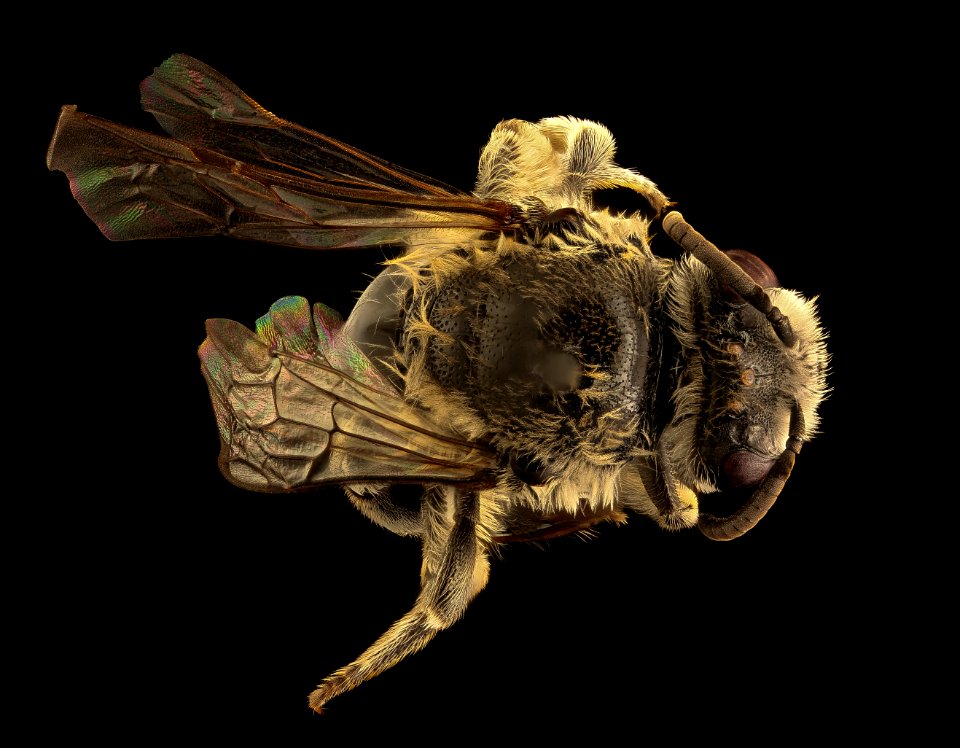 Colletes productus, f, back, Caroline Co., VA 2018-06-19-17.45