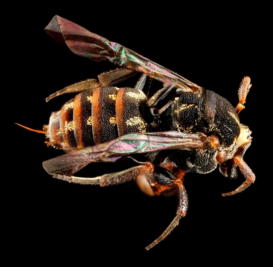 Holcopasites heliopsis, U, back, Maryland, Anne Arundel County 2013-03-19-15.27.44 ZS PMax