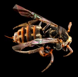 Holcopasites heliopsis, U, back, Maryland, Anne Arundel County 2013-03-19-15.27.44 ZS PMax